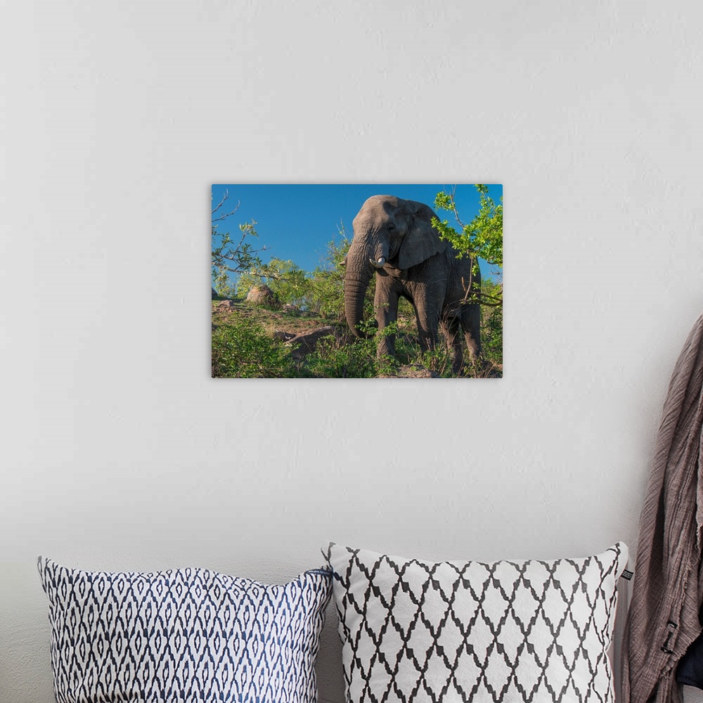 A bohemian room featuring African Elephant (Loxodonta africana) in Kruger National Park, South Africa