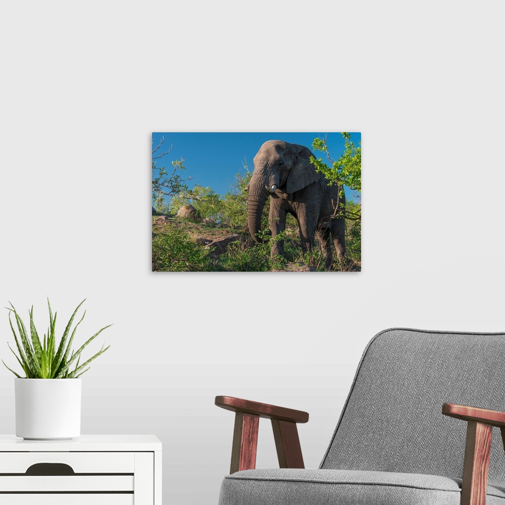 A modern room featuring African Elephant (Loxodonta africana) in Kruger National Park, South Africa