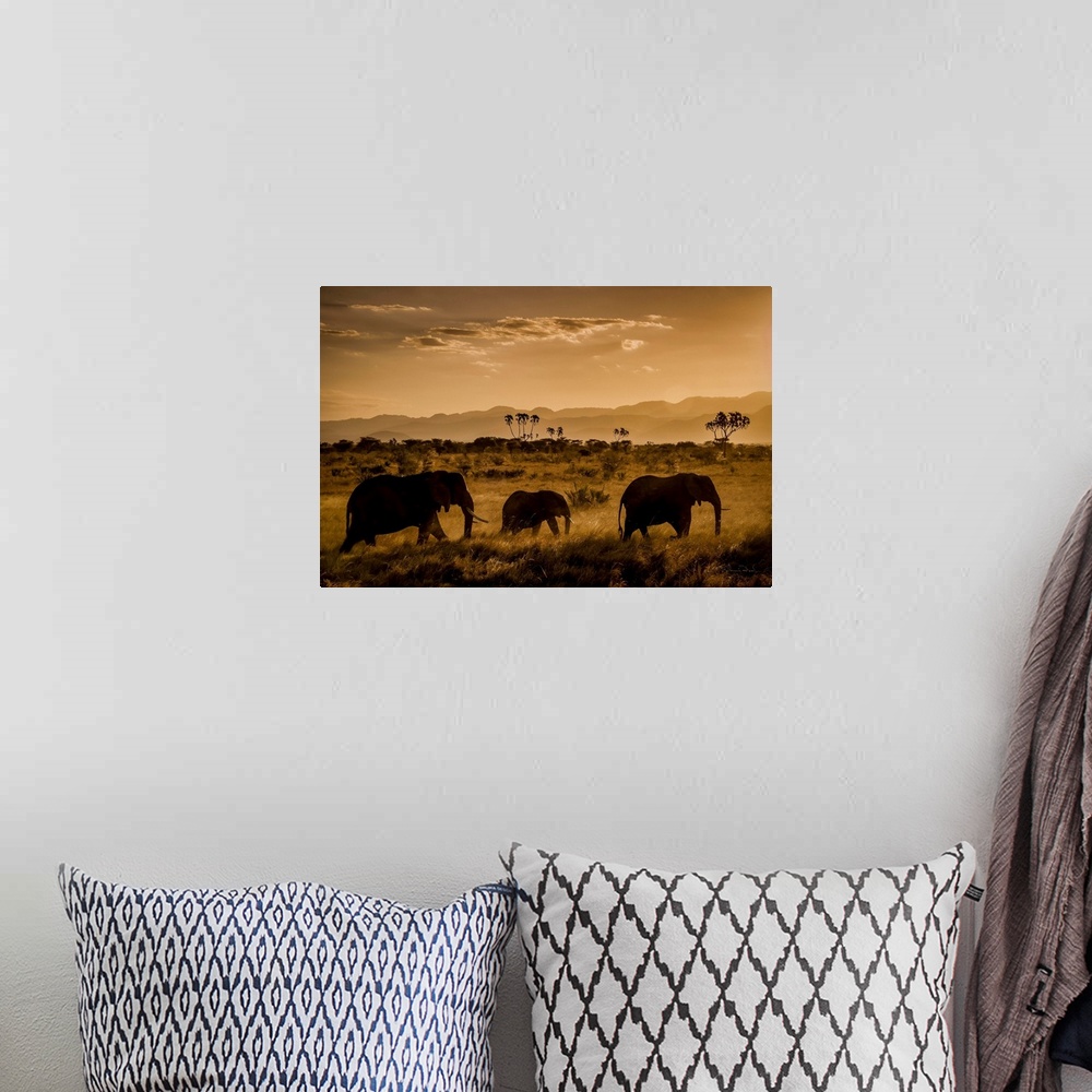 A bohemian room featuring African Elephants (Loxodonta africana), parading at sunset in Meru National Park, Kenya.
