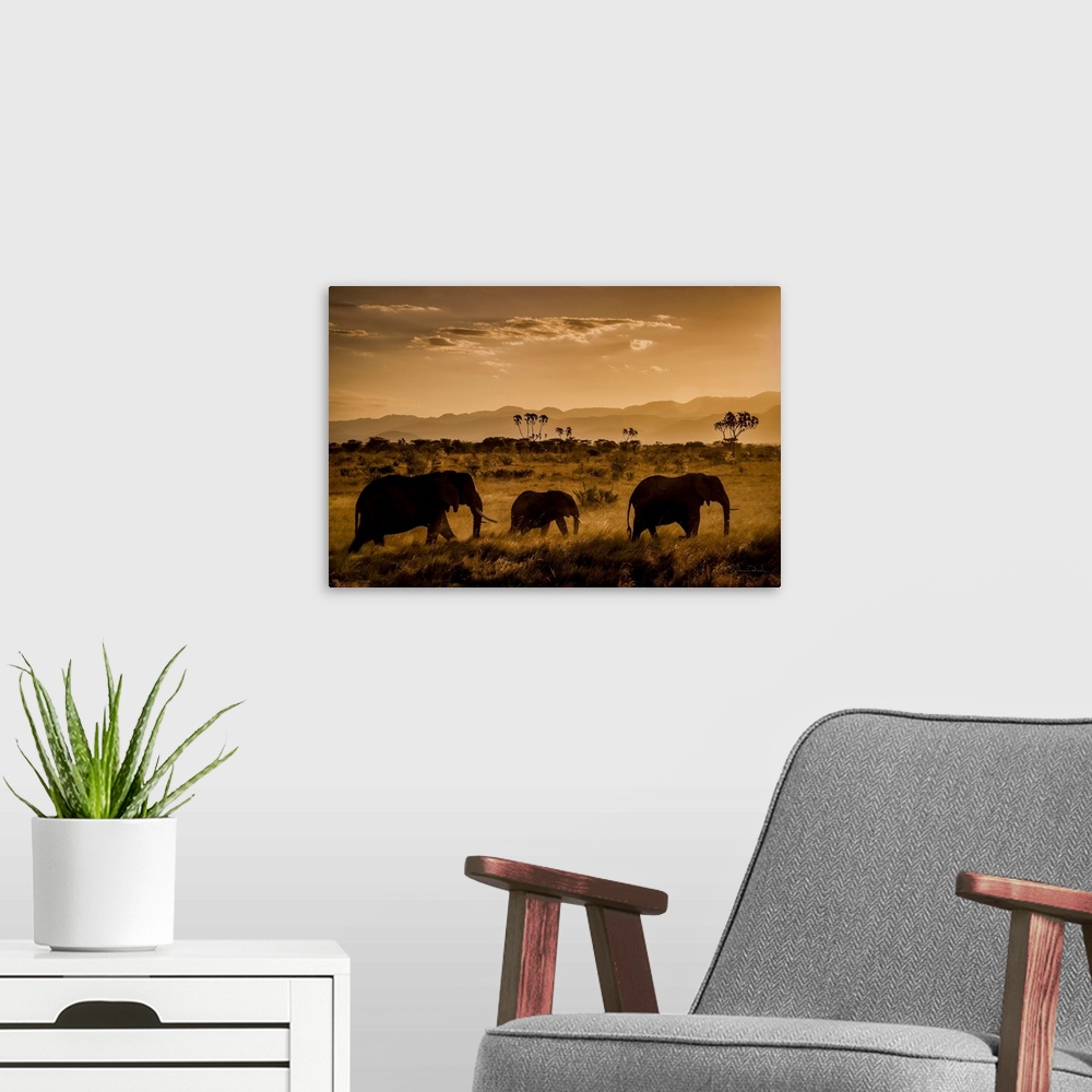 A modern room featuring African Elephants (Loxodonta africana), parading at sunset in Meru National Park, Kenya.