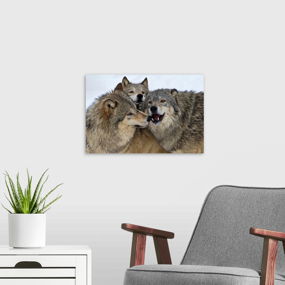 A modern room featuring Captive grey wolf pack huddling together to establish dominance.