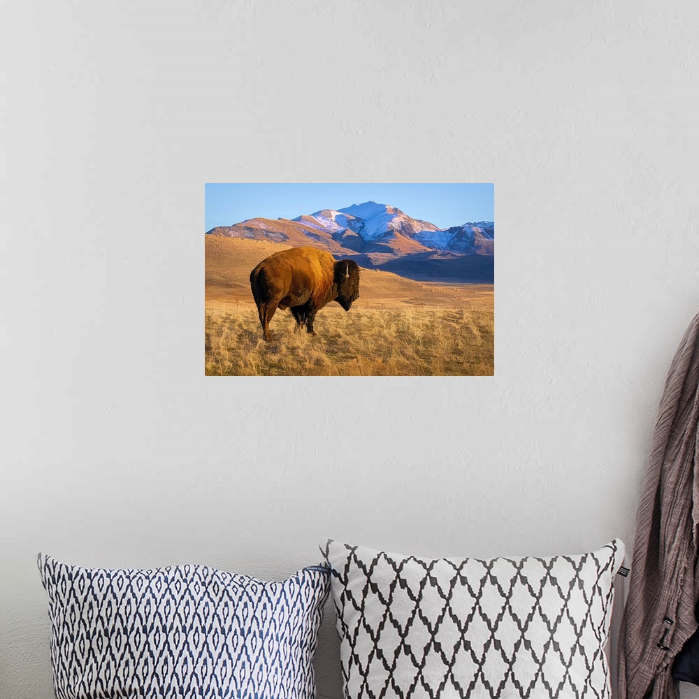 A bohemian room featuring American bison