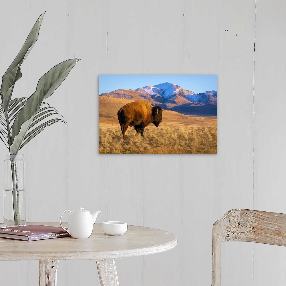 A farmhouse room featuring American bison