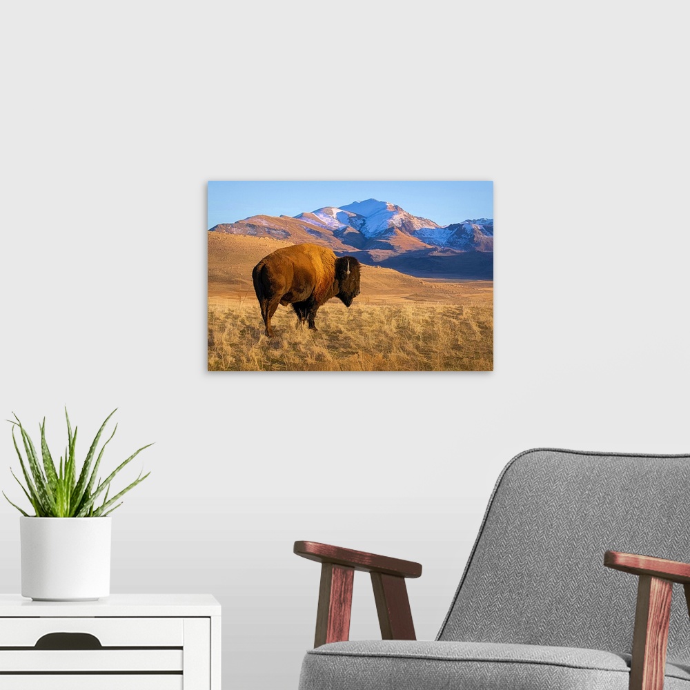 A modern room featuring American bison