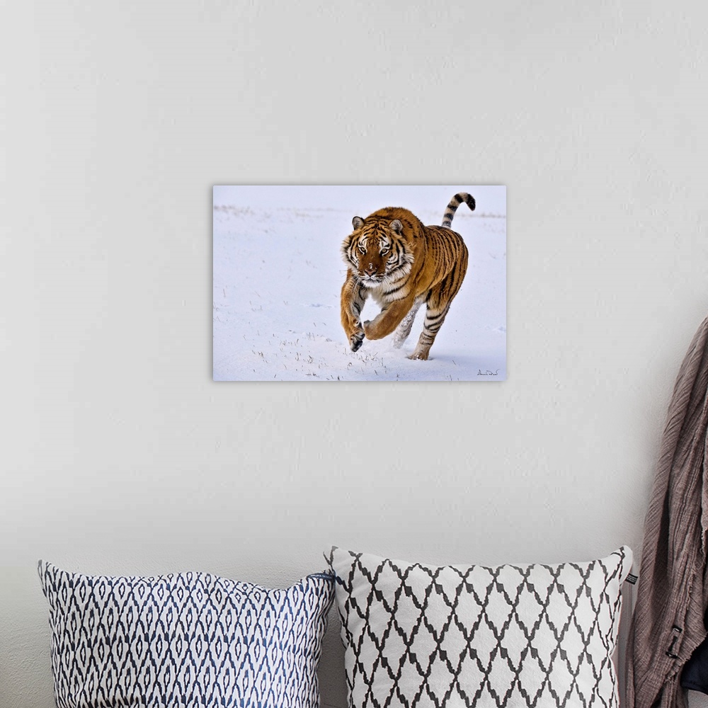 A bohemian room featuring SIBERIAN or AMUR TIGER (Panthera tigris tigris) leaping through the snow, Bozeman, Montana, USA.