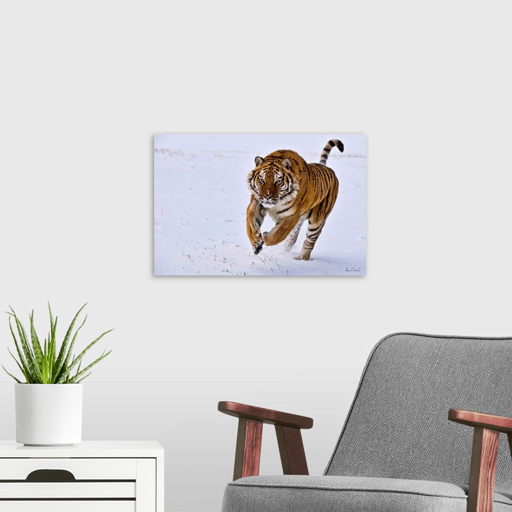 A modern room featuring SIBERIAN or AMUR TIGER (Panthera tigris tigris) leaping through the snow, Bozeman, Montana, USA.