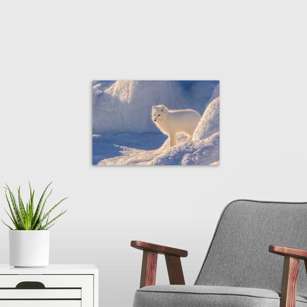 A modern room featuring Arctic Fox (Vulpes lagopus) on Hudson Bay near Churchill, MB, Canada.