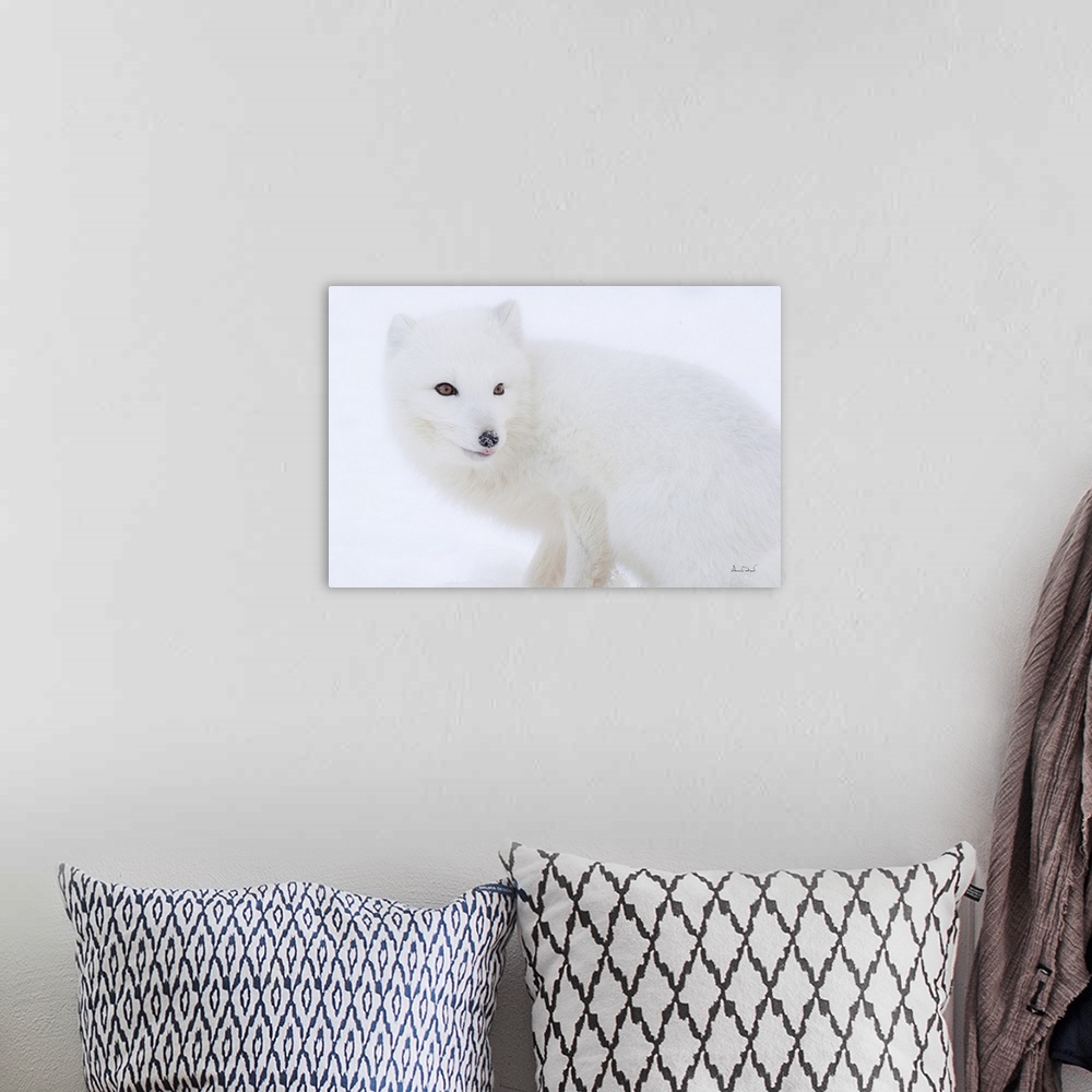 A bohemian room featuring Arctic fox smiling in a snowy and foggy setting.