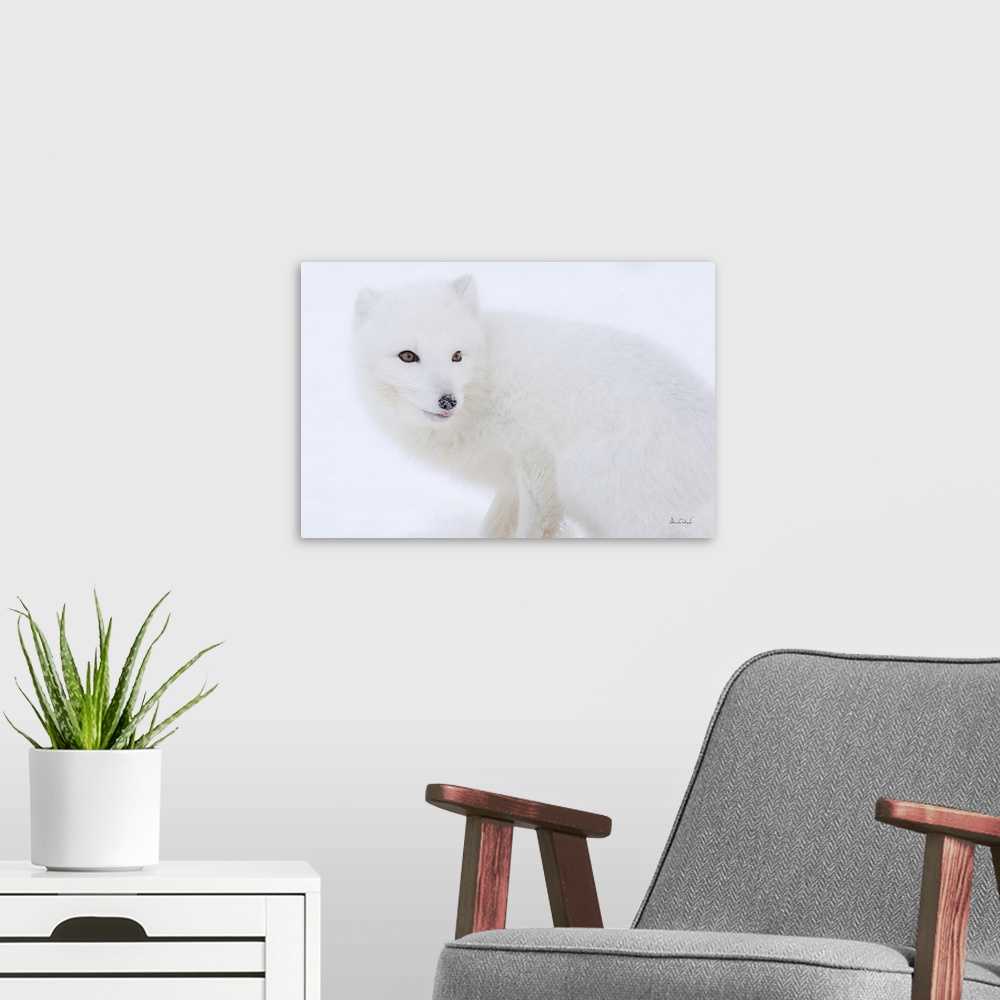 A modern room featuring Arctic fox smiling in a snowy and foggy setting.