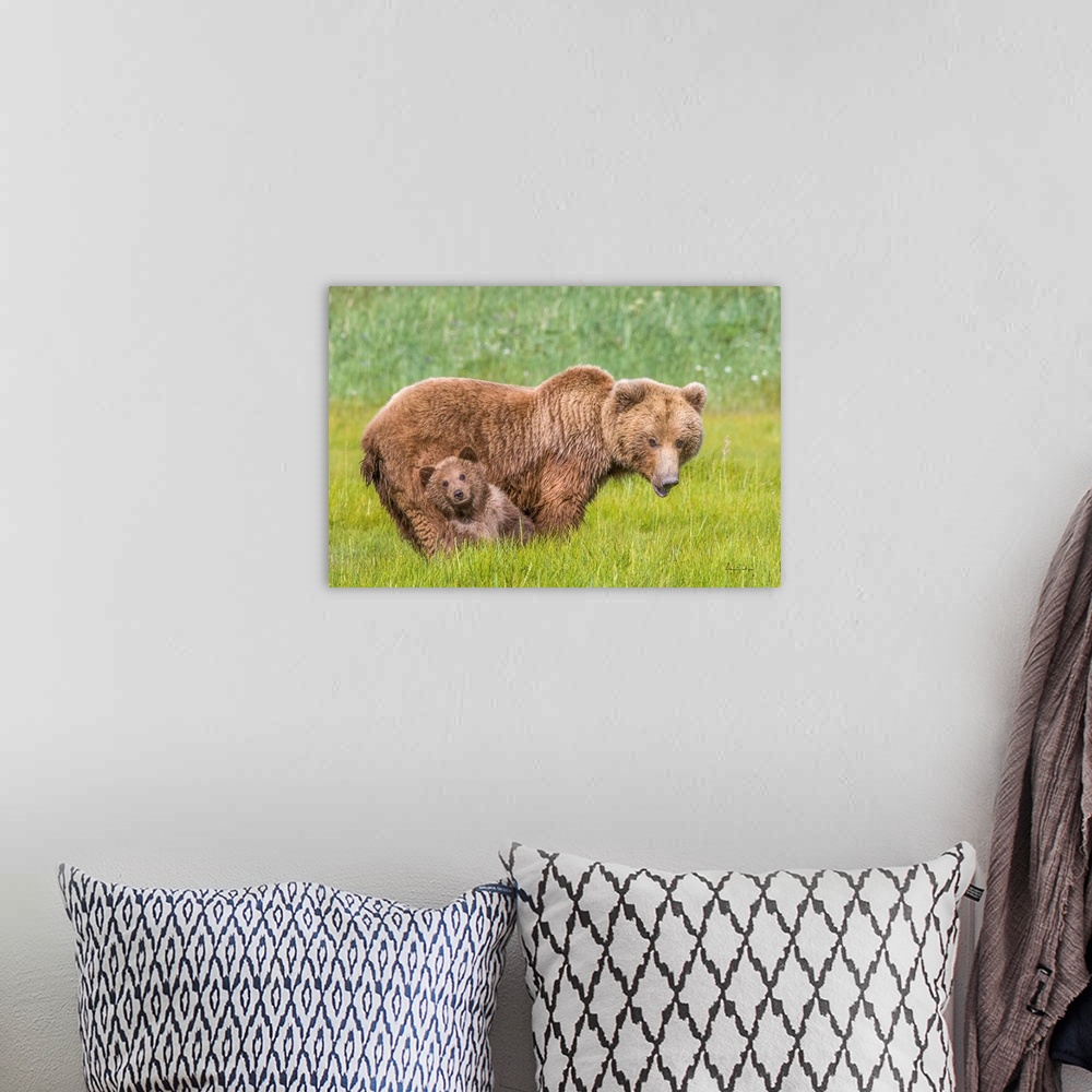 A bohemian room featuring Grizzly bear (Ursus arctos) cub leaning on mother for protection in Katmai National Park and Pres...