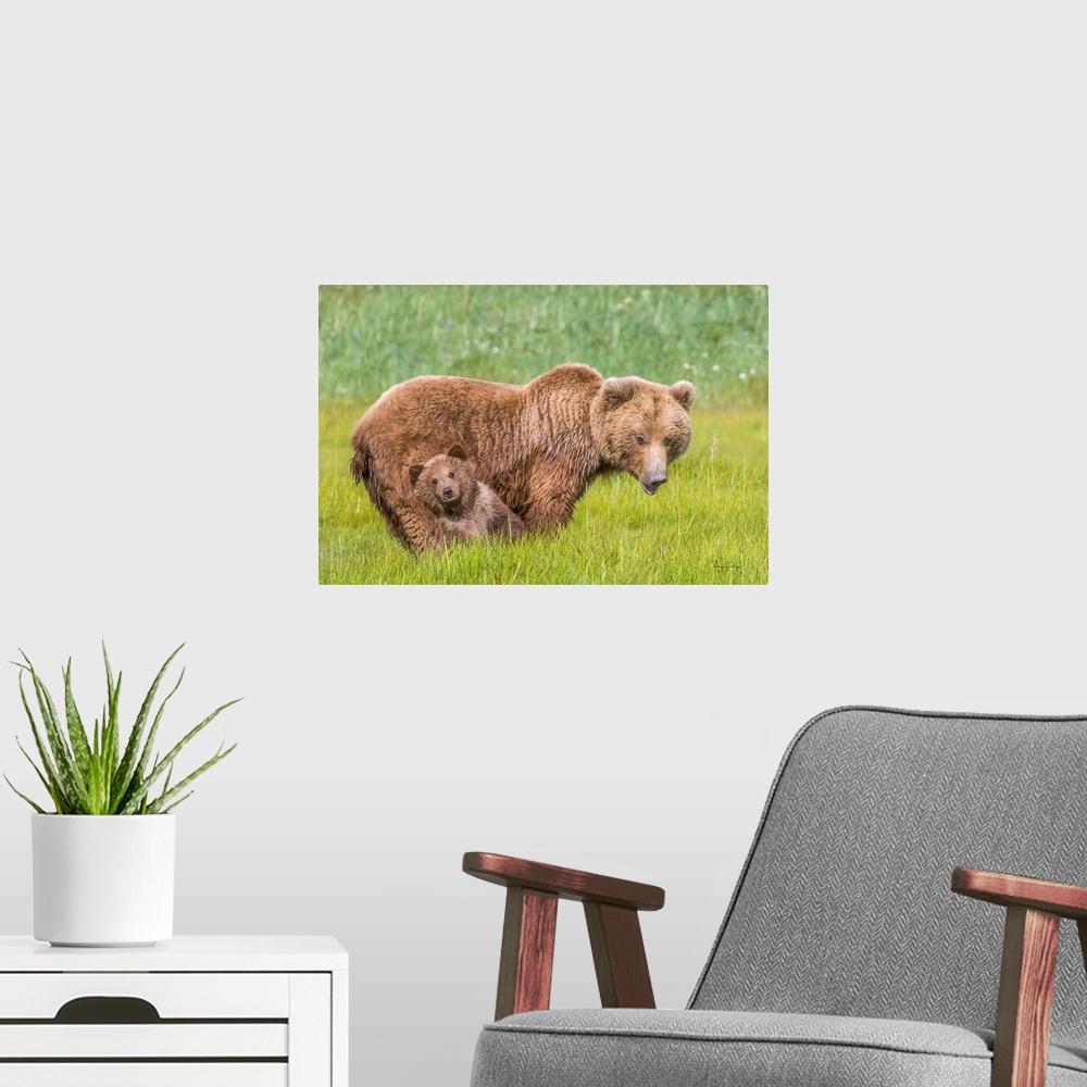 A modern room featuring Grizzly bear (Ursus arctos) cub leaning on mother for protection in Katmai National Park and Pres...