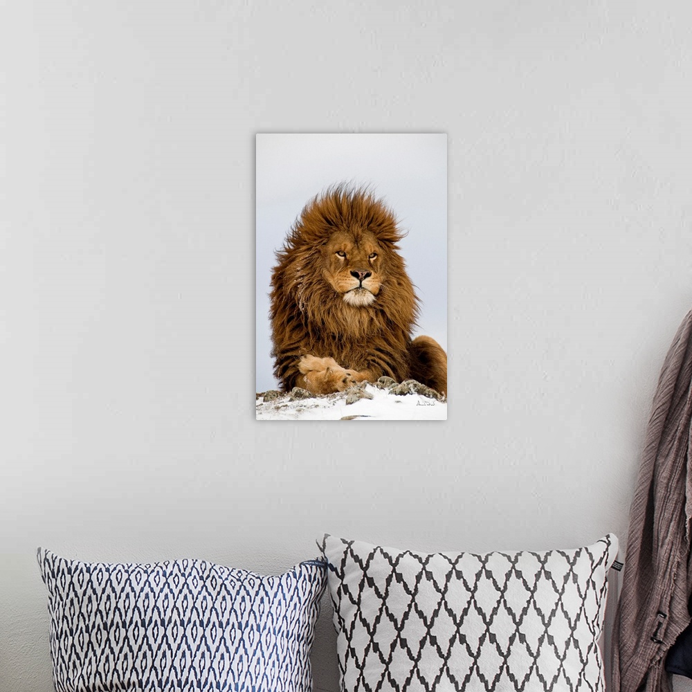A bohemian room featuring Magnificent and rare captive male Barbary lion (Panthera leo leo), posing regally near Bozeman, M...