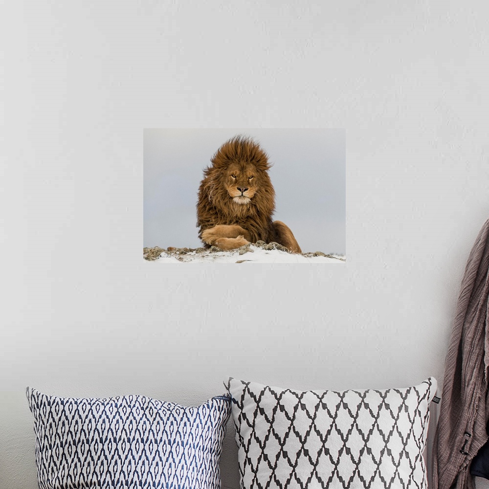 A bohemian room featuring Magnificent and rare captive male Barbary lion (Panthera leo leo), posing regally near Bozeman, M...