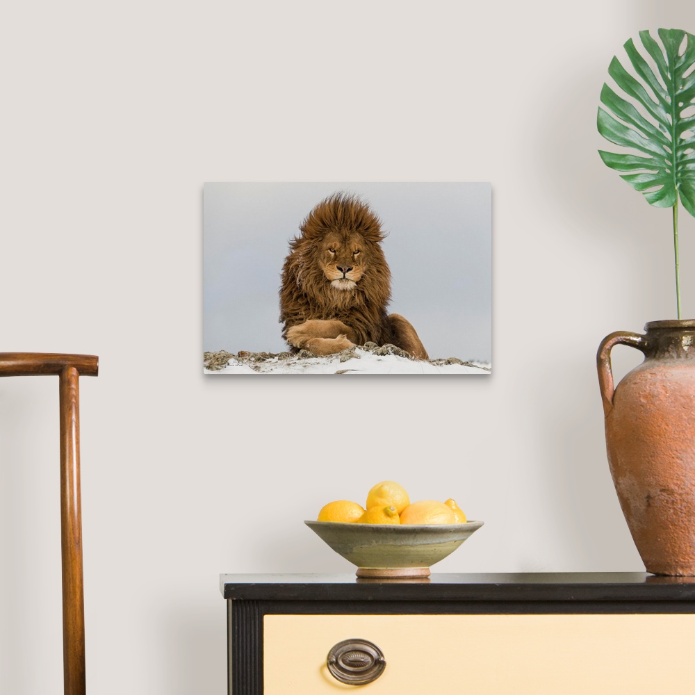 A traditional room featuring Magnificent and rare captive male Barbary lion (Panthera leo leo), posing regally near Bozeman, M...