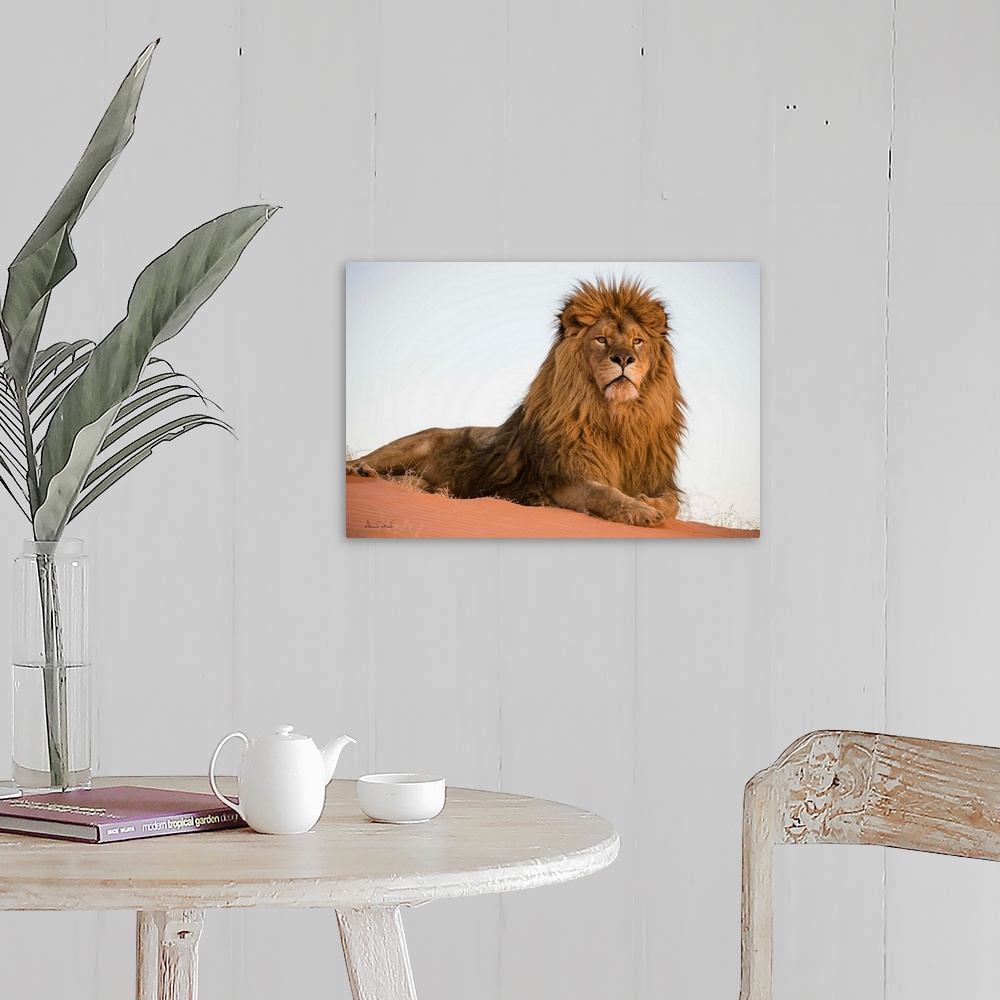 A farmhouse room featuring Magnificent and rare captive male Barbary lion (Panthera leo leo), posing regally in Monument Val...