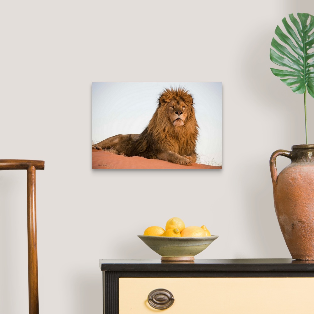 A traditional room featuring Magnificent and rare captive male Barbary lion (Panthera leo leo), posing regally in Monument Val...