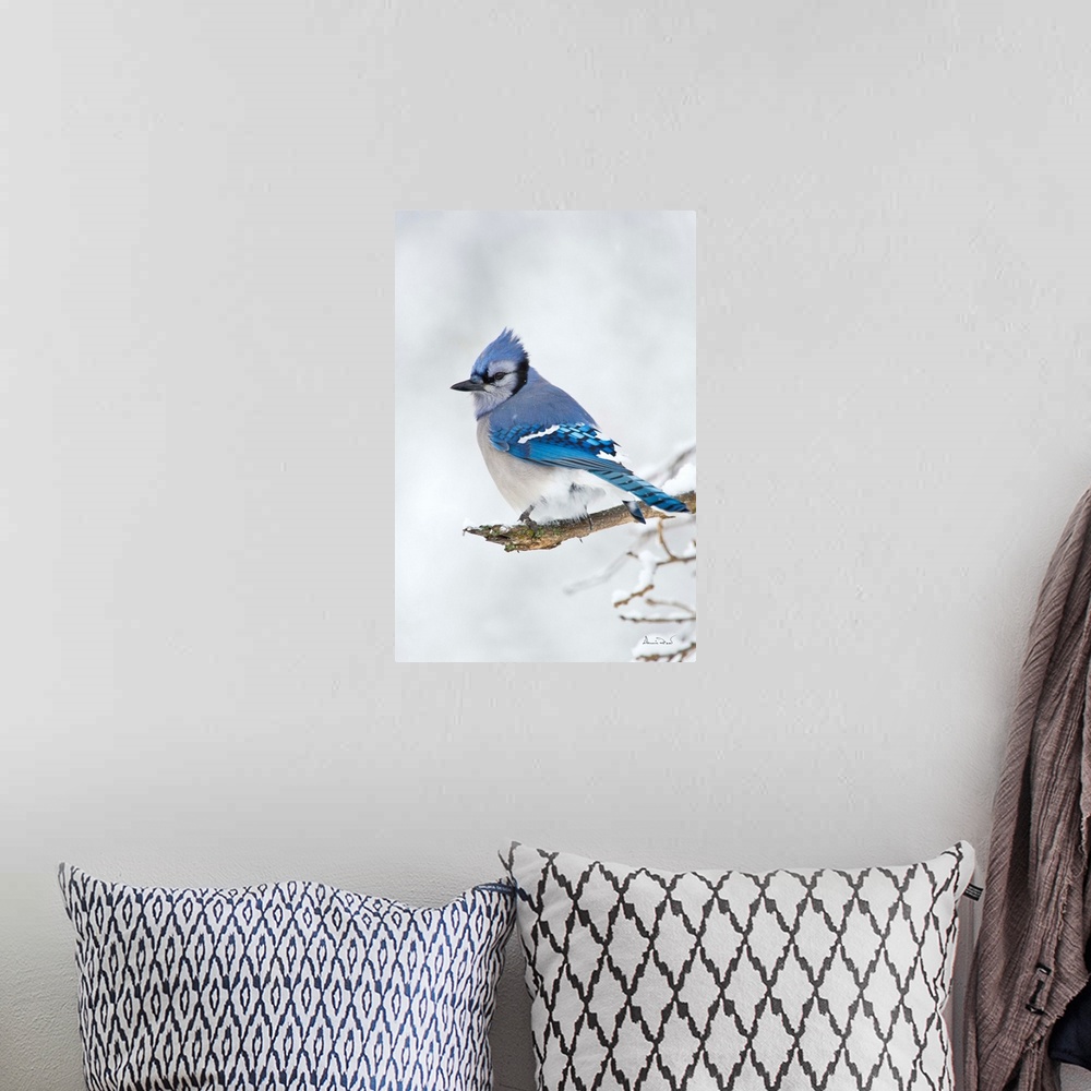 A bohemian room featuring An elegant Blue Jay (Cyanocitta cristata) surveys its winter environment.