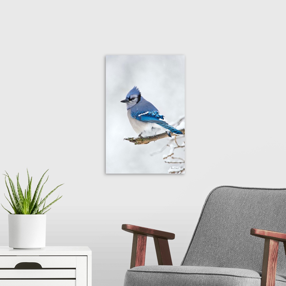 A modern room featuring An elegant Blue Jay (Cyanocitta cristata) surveys its winter environment.
