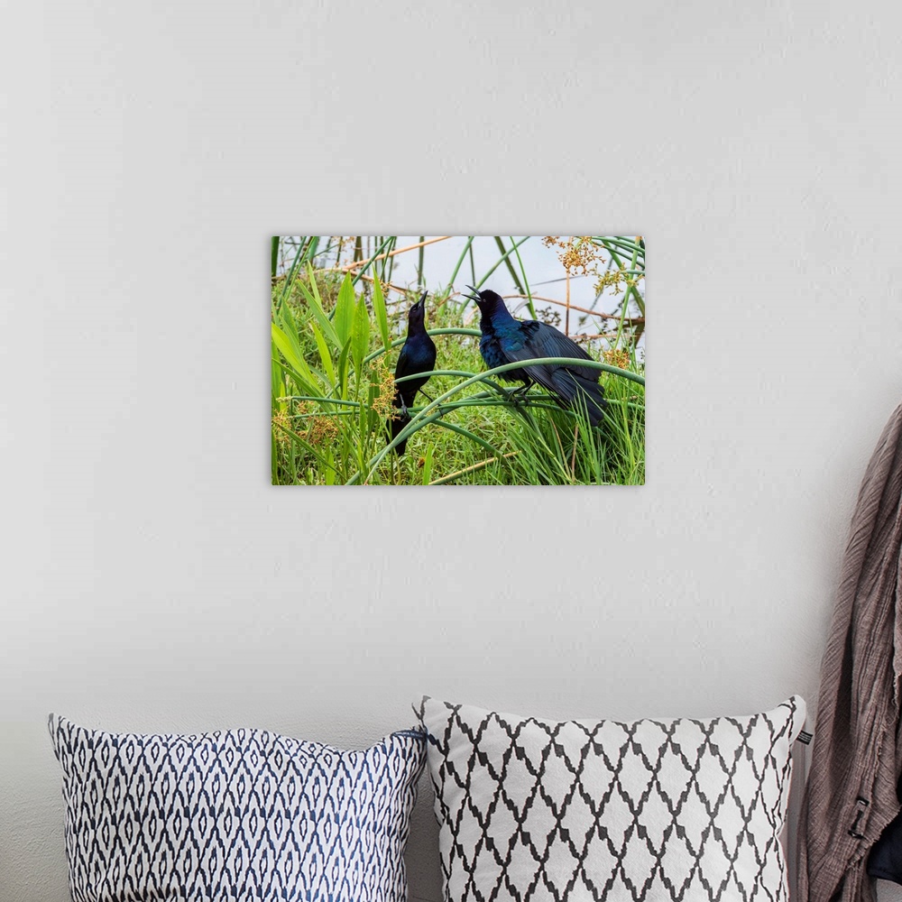 A bohemian room featuring BOAT-TAILED GRACKLE (Quiscalus major) displays its form and color in the Viera Wetlands, Florida,...