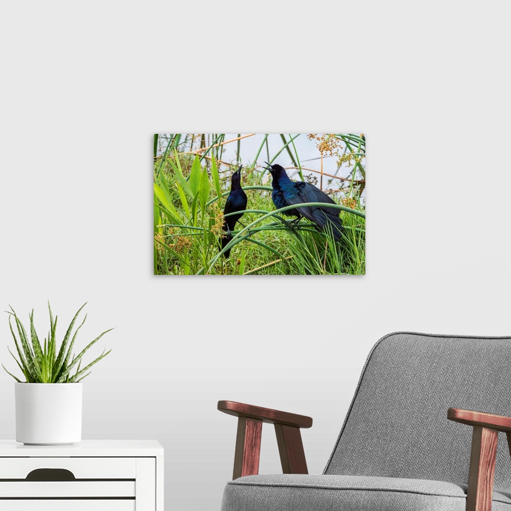 A modern room featuring BOAT-TAILED GRACKLE (Quiscalus major) displays its form and color in the Viera Wetlands, Florida,...