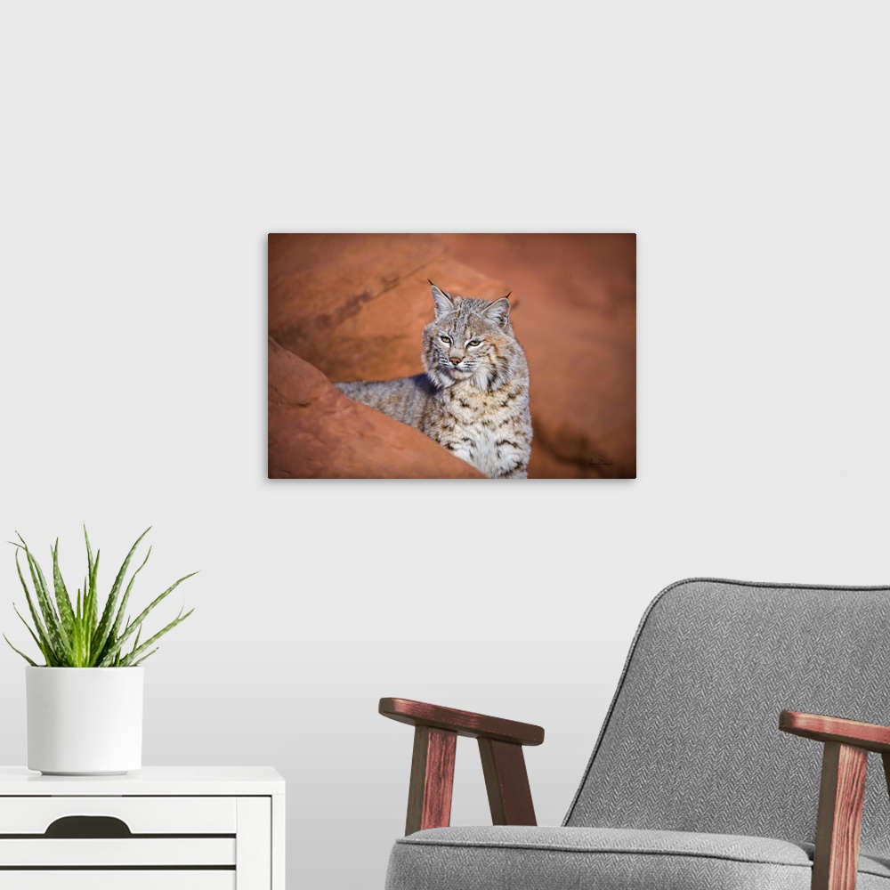 A modern room featuring Juvenile bobcat (Lynx rufus) posing on the sandstone cliffs of Monument Valley, Arizona, USA.