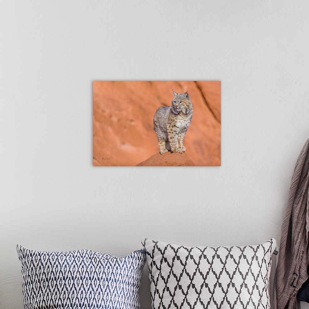A bohemian room featuring Juvenile bobcat (Lynx rufus) posing on the sandstone cliffs of Monument Valley, Arizona, USA.
