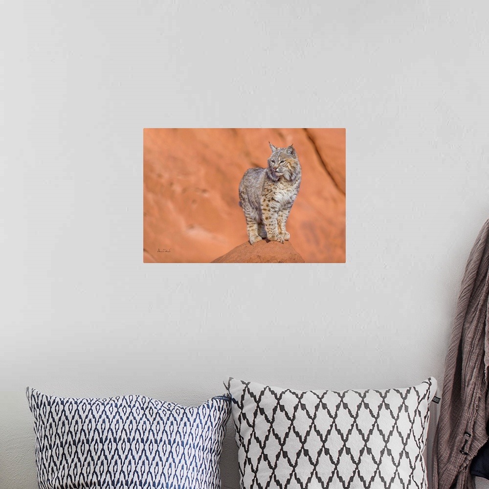 A bohemian room featuring Juvenile bobcat (Lynx rufus) posing on the sandstone cliffs of Monument Valley, Arizona, USA.