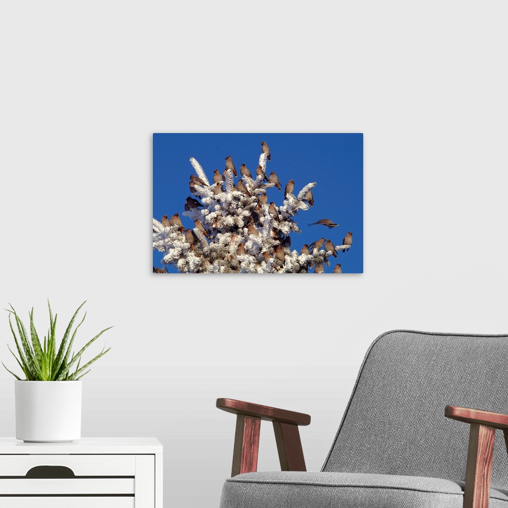 A modern room featuring Bohemian Waxwings (Bombycilla garrulus), creating an ornamental look on a hoarfrost covered spruc...