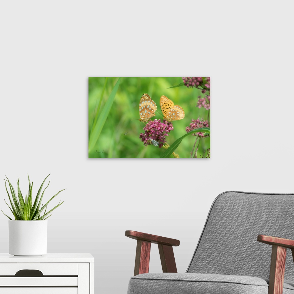 A modern room featuring Aphrodite Fritillary (Speyeria aphrodite) butterflies sharing space on pink Joe-Pye Weed flowers.