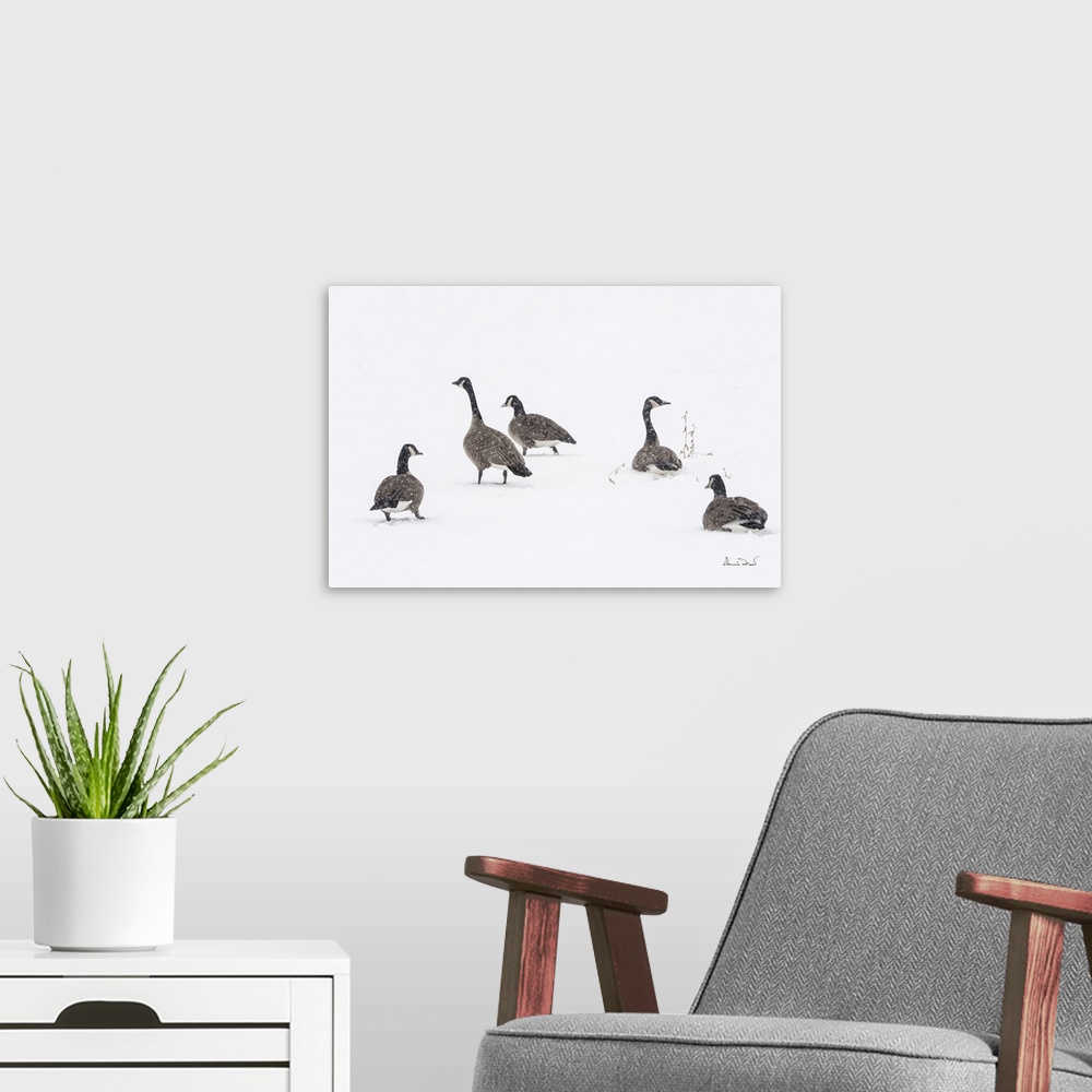 A modern room featuring Canada geese resting in a snowstorm and fog in Ontario, Canada.