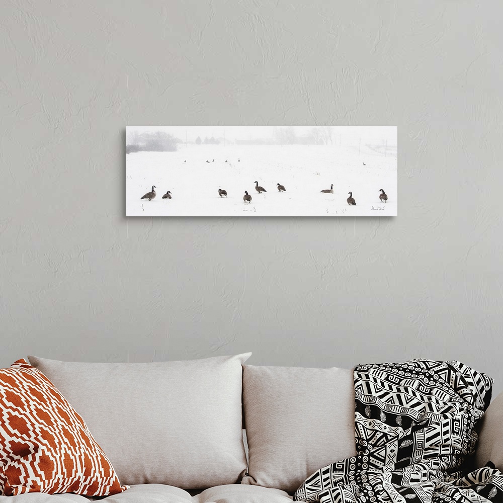 A bohemian room featuring Canada Geese waiting out a snowstorm in a snowy field, Southern Ontario, Canada.