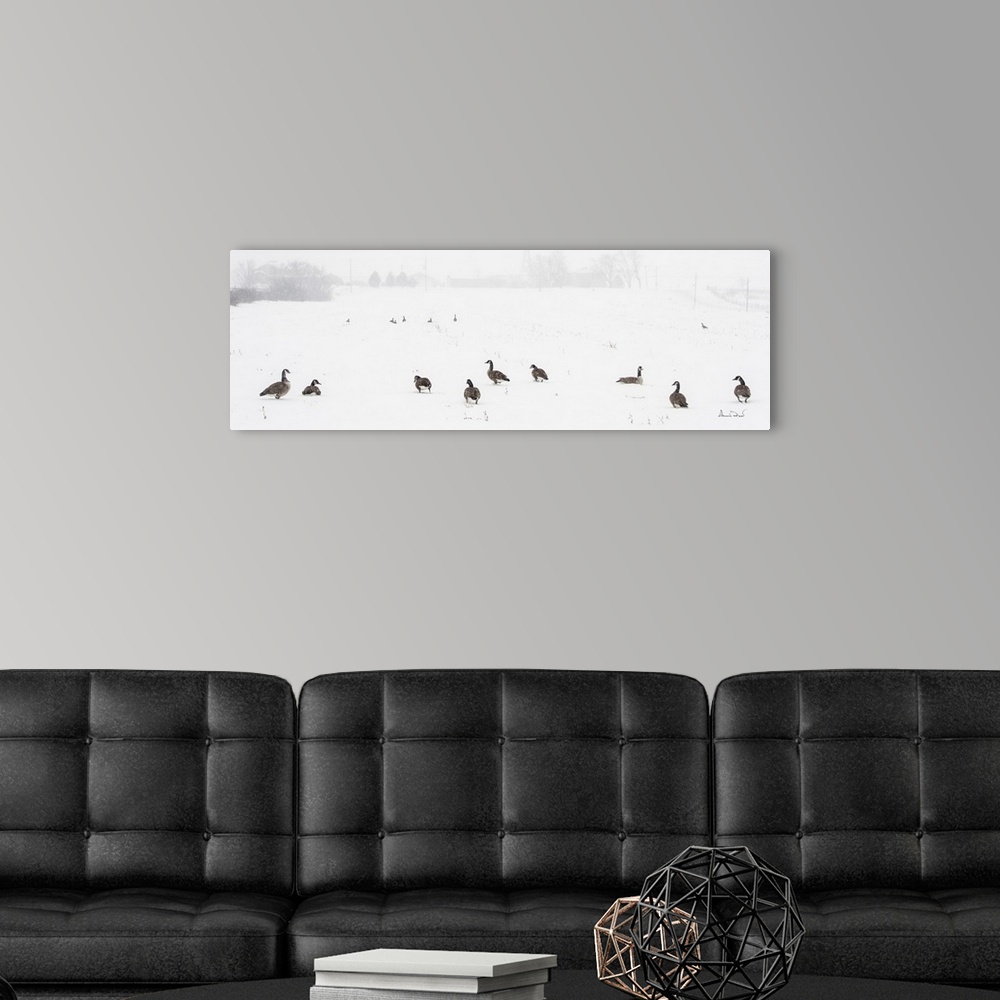 A modern room featuring Canada Geese waiting out a snowstorm in a snowy field, Southern Ontario, Canada.