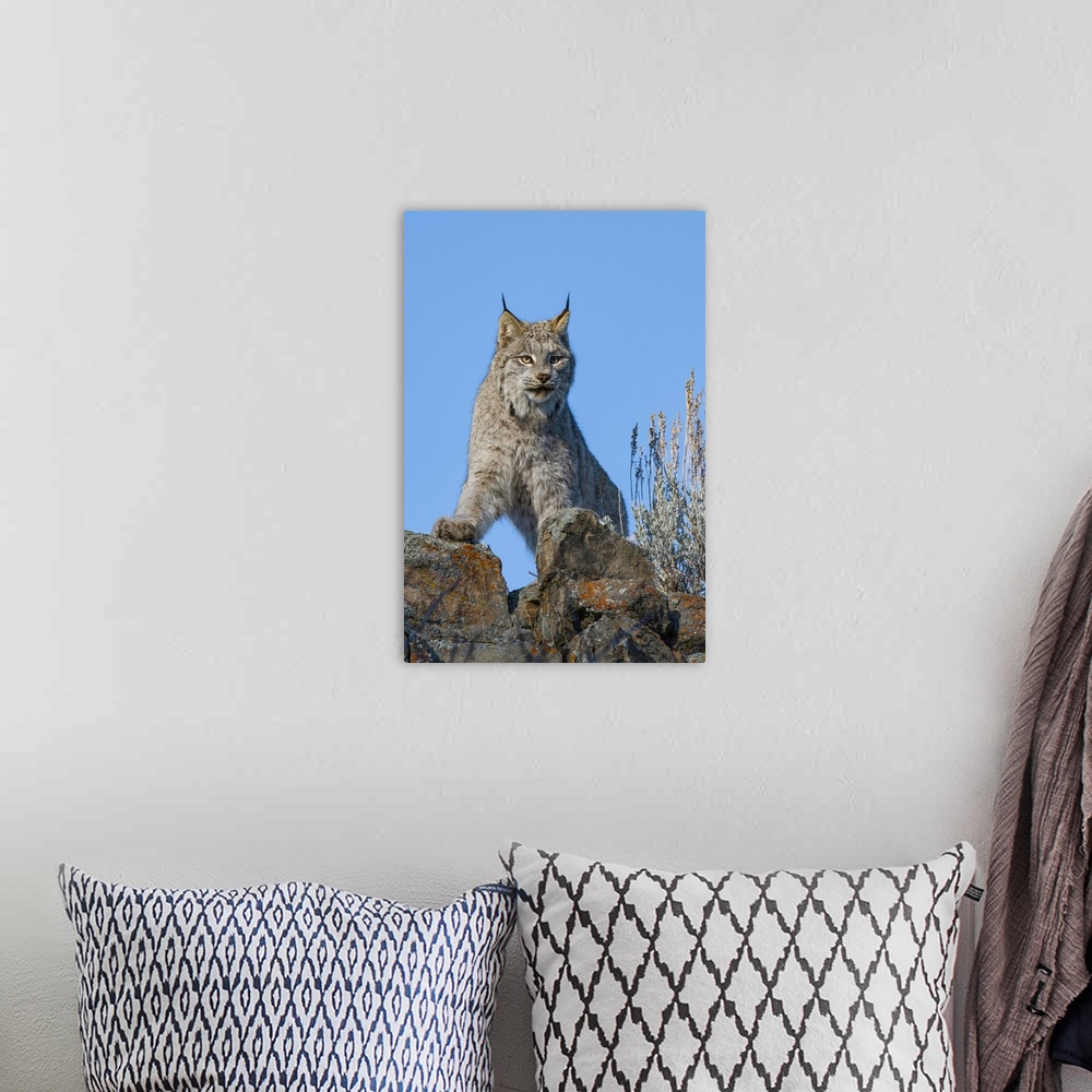 A bohemian room featuring Captive Canada lynx (Lynx canadensis) posing on rocks, Bozeman, Montana, USA.