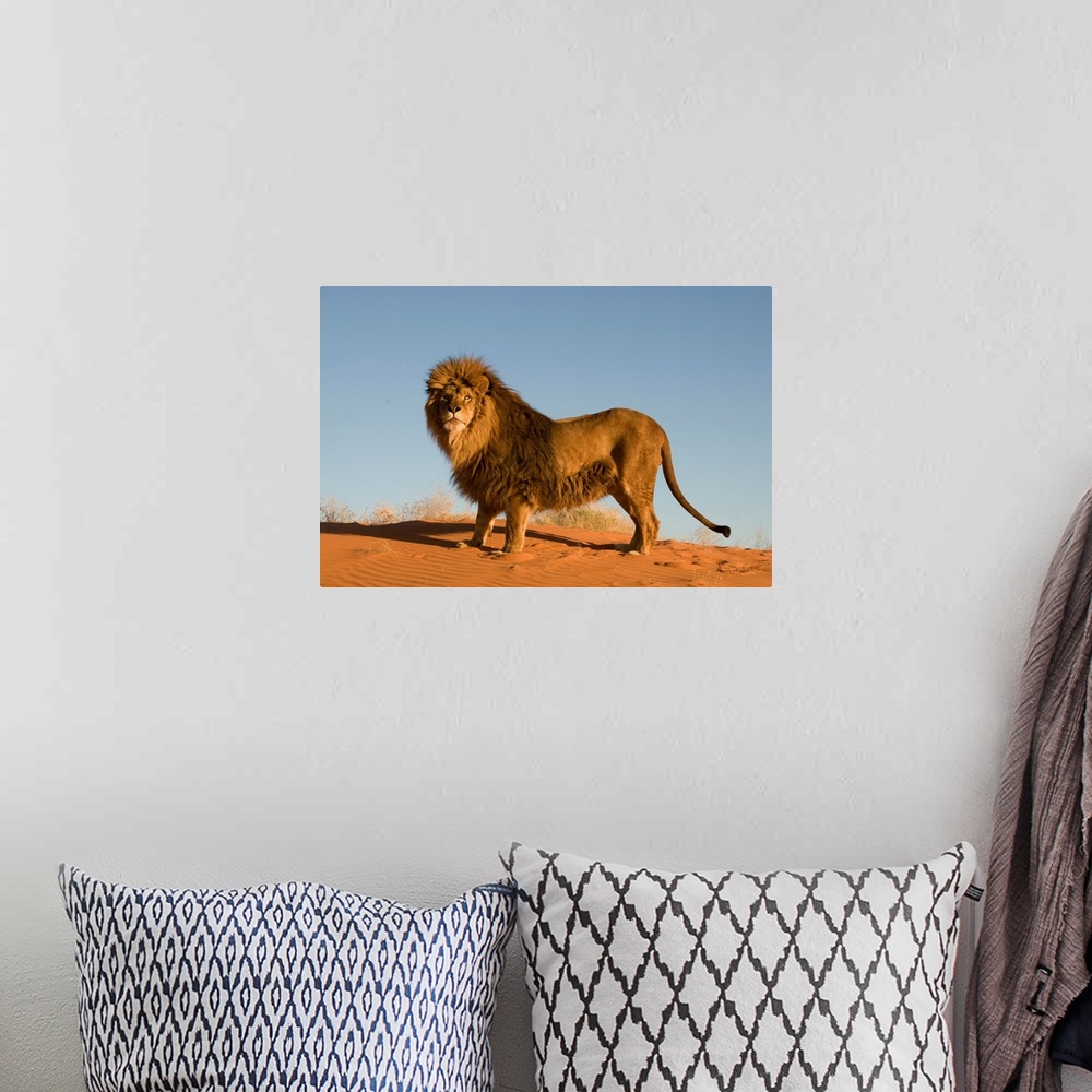 A bohemian room featuring Magnificent and rare captive male Barbary lion (Panthera leo leo), posing regally in Monument Val...