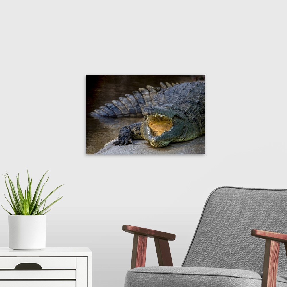 A modern room featuring Crocodile resting in Gatorland, Orlando, Florida.