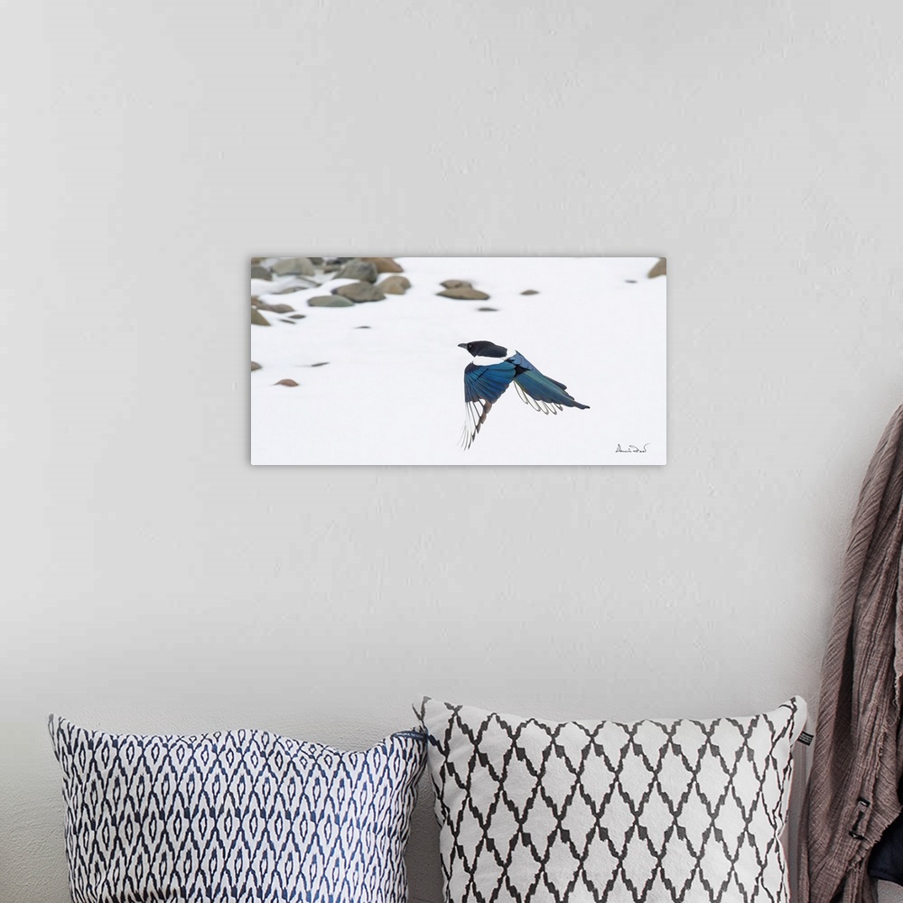 A bohemian room featuring Elegant black-billed magpie heads for home.