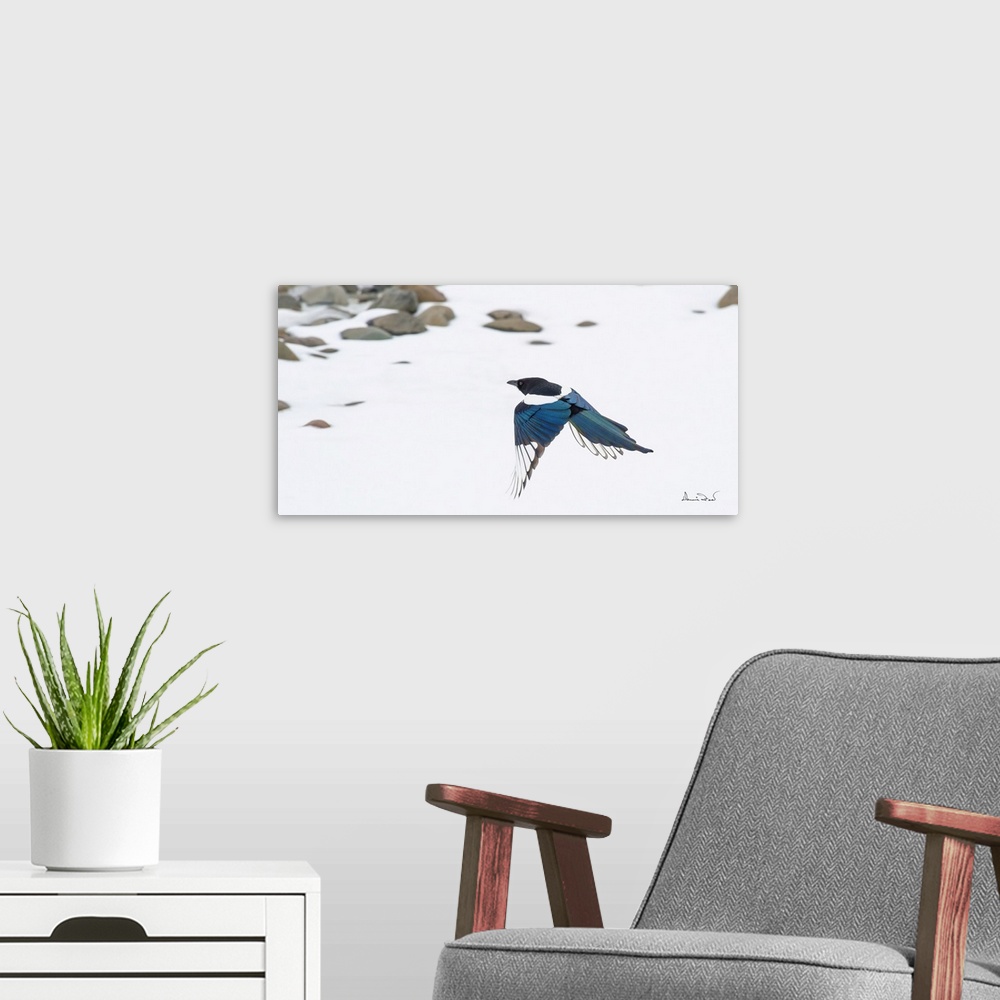 A modern room featuring Elegant black-billed magpie heads for home.