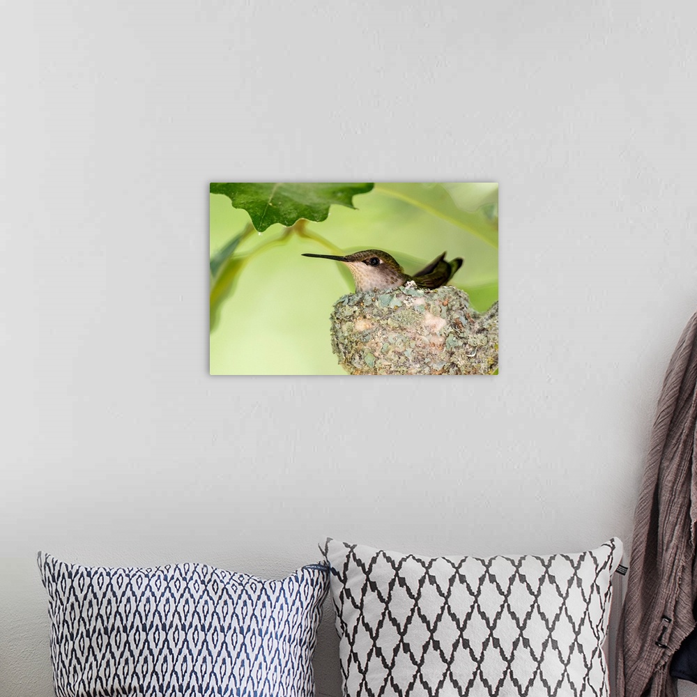 A bohemian room featuring Female Ruby-throated Hummingbird (Archilochus colubris) on her nest, Kleefeld, Manitoba, Canada.