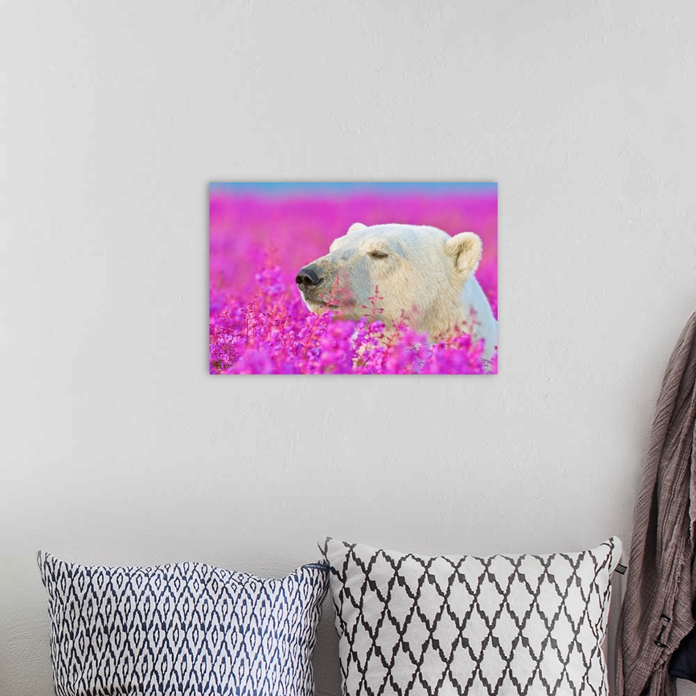 A bohemian room featuring Polar Bear portrait at sunset in a field of glowing fireweed on an island off the sub-Arctic coas...