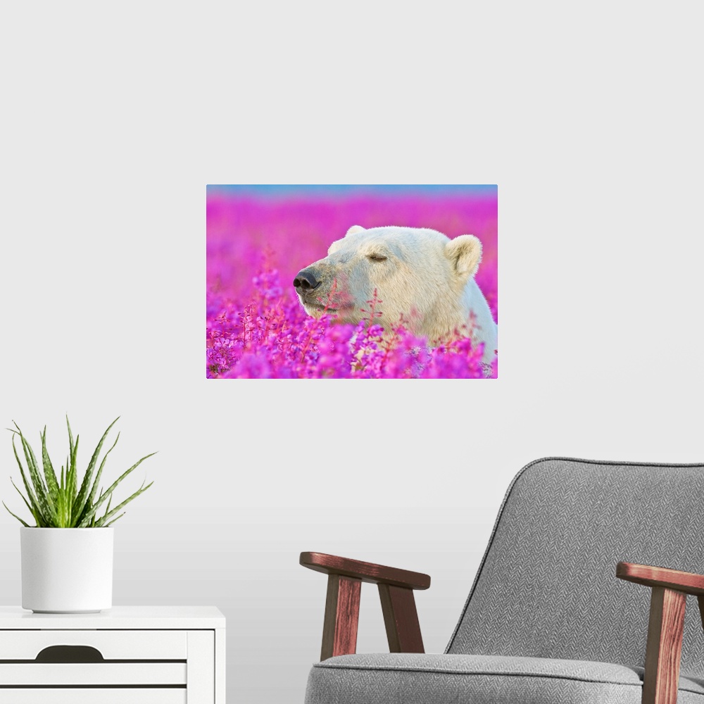 A modern room featuring Polar Bear portrait at sunset in a field of glowing fireweed on an island off the sub-Arctic coas...
