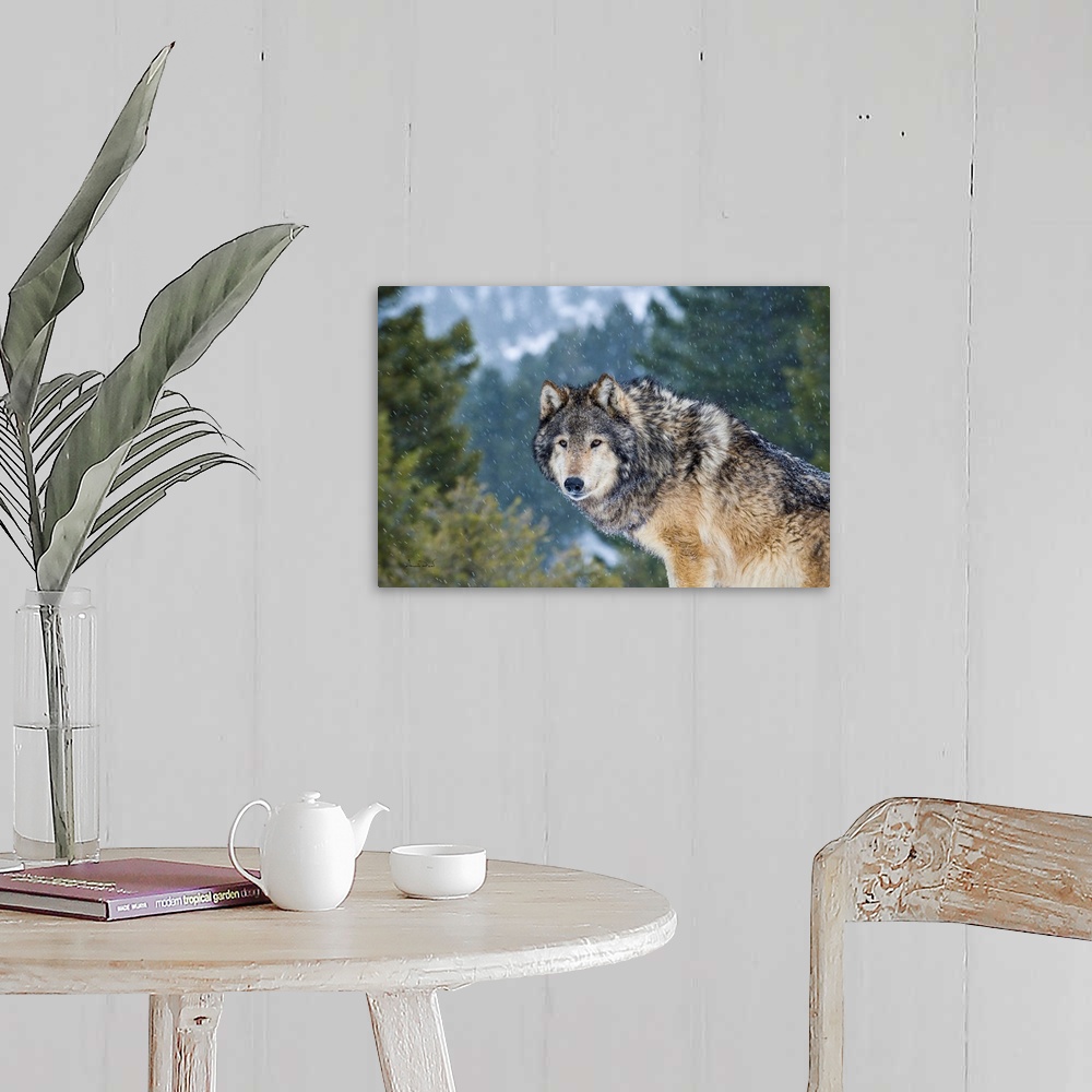 A farmhouse room featuring Captive Grey Wolf (Canis lupus)  posing in its environment during a snow squall.