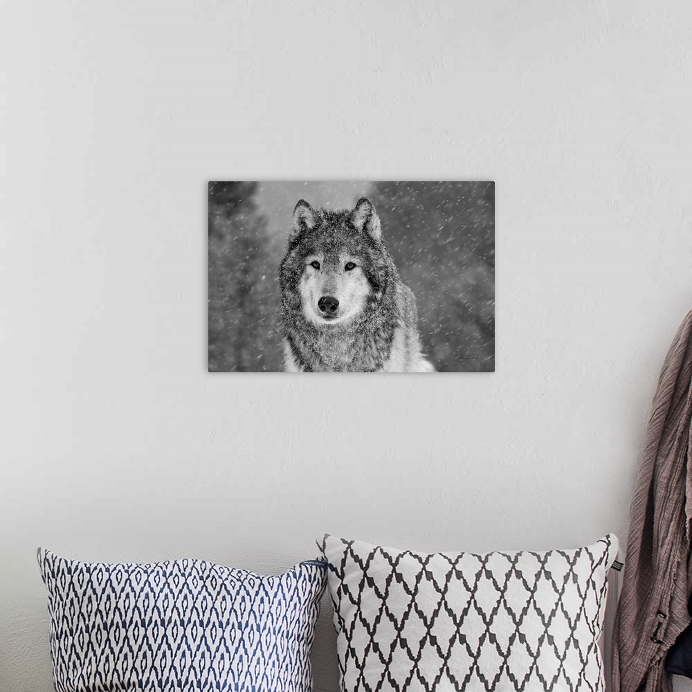A bohemian room featuring Black & White of captive Grey Wolf (Canis lupus)  posing in its environment during a snow squall.