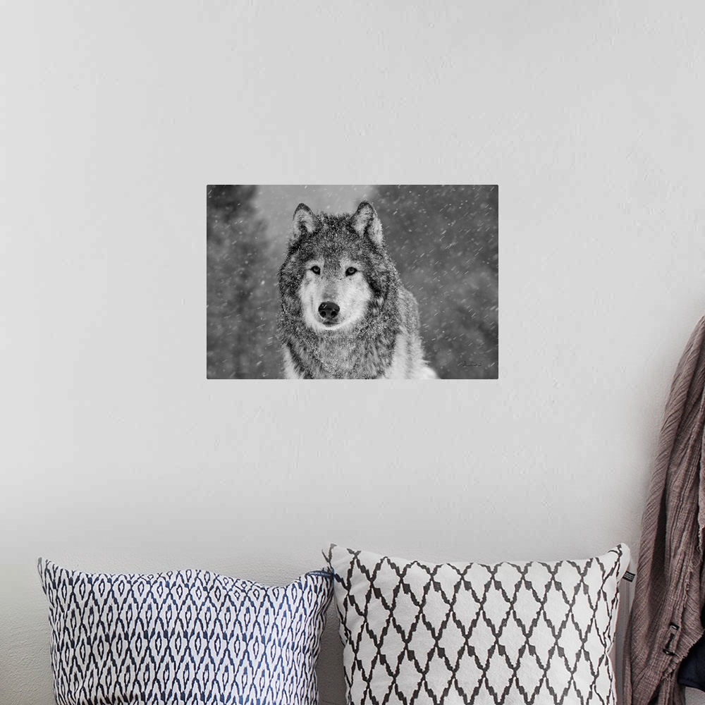 A bohemian room featuring Black & White of captive Grey Wolf (Canis lupus)  posing in its environment during a snow squall.