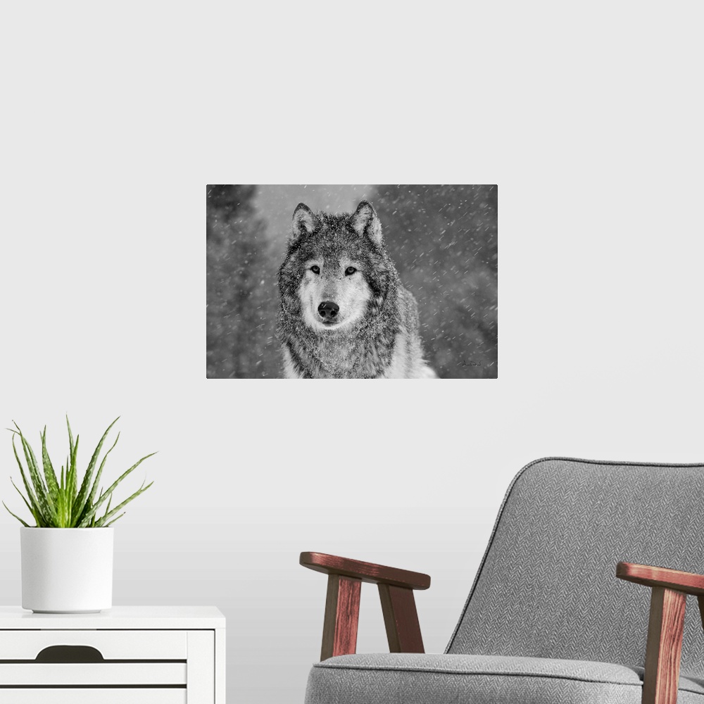 A modern room featuring Black & White of captive Grey Wolf (Canis lupus)  posing in its environment during a snow squall.