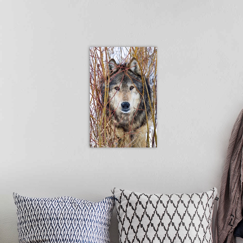 A bohemian room featuring Captive Grey Wolf (Canis lupus)  posing in its environment staring cautiously.