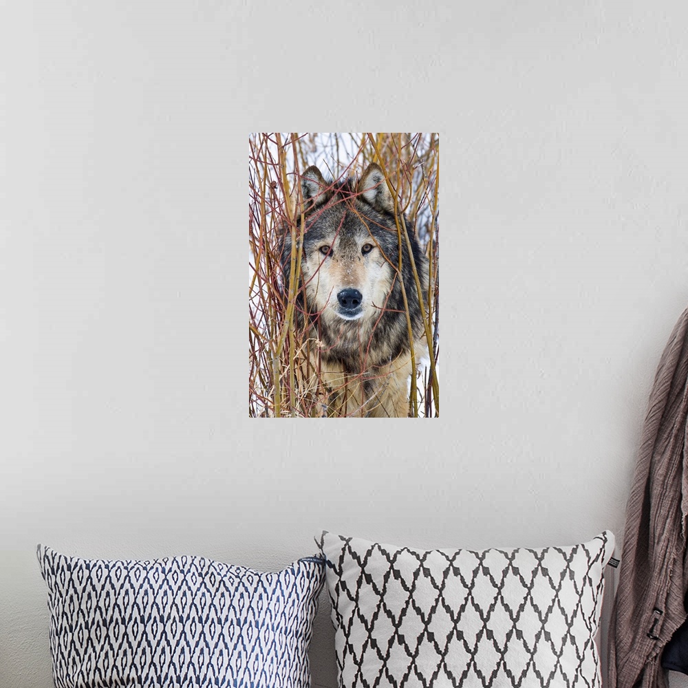 A bohemian room featuring Captive Grey Wolf (Canis lupus)  posing in its environment staring cautiously.