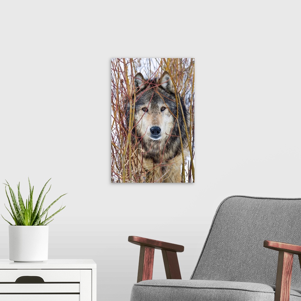 A modern room featuring Captive Grey Wolf (Canis lupus)  posing in its environment staring cautiously.