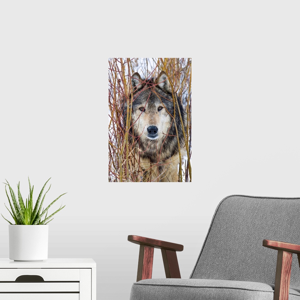 A modern room featuring Captive Grey Wolf (Canis lupus)  posing in its environment staring cautiously.