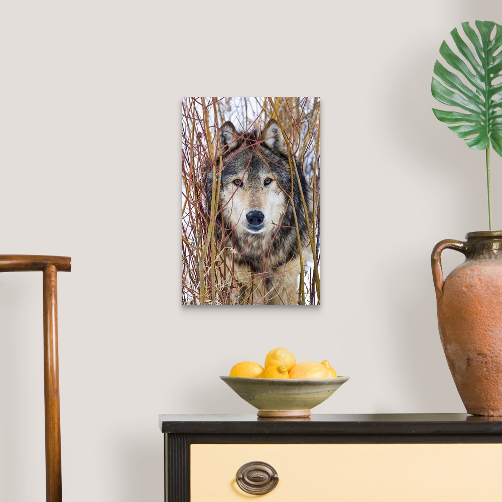 A traditional room featuring Captive Grey Wolf (Canis lupus)  posing in its environment staring cautiously.