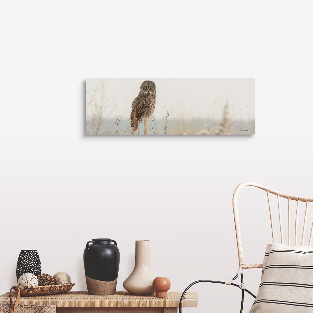 A farmhouse room featuring Great Grey Owl (Strix nebulosa) hunting from its perch on a post in snow storm conditions near La...